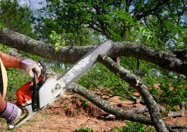 Trinity, FL Tree Services Company