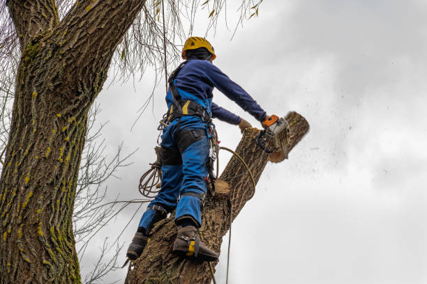 How Our Tree Care Process Works  in  Trinity, FL